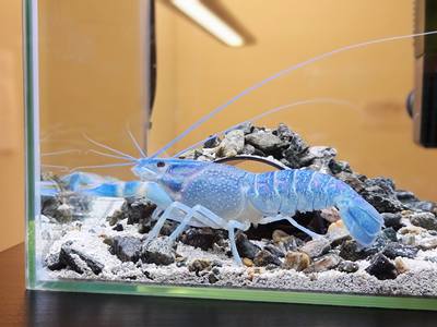 Hummer i akvarium.