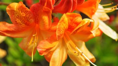 Blomstring i Arboretet. Foto.
