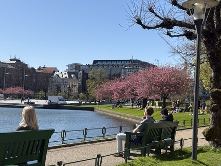 Bergen sentrum rundt vannet. Kirsebærtrær er i blomstring. 