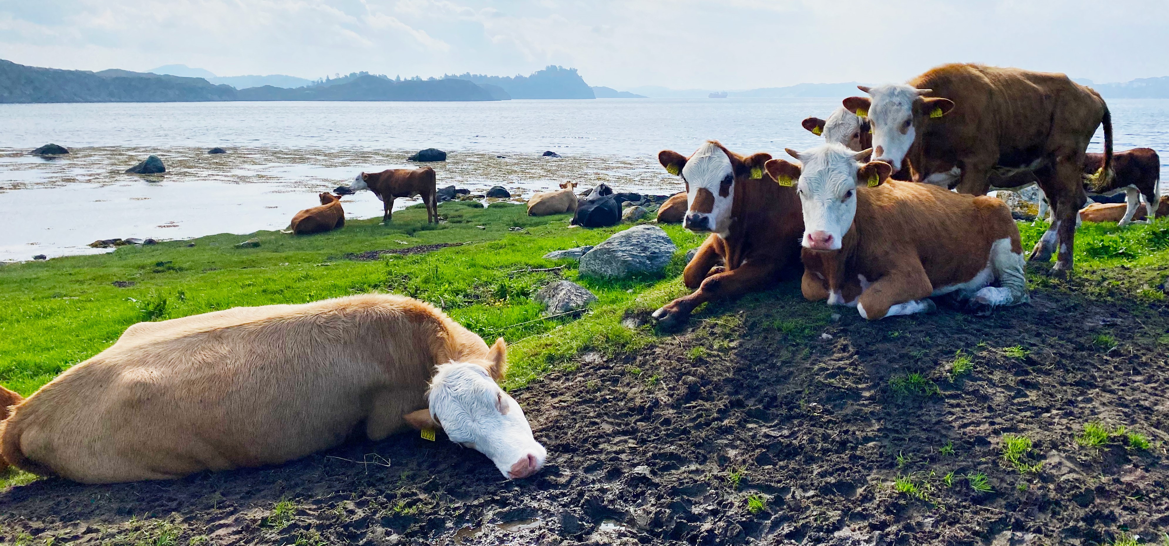 Bilde av kyr i gresset på Herdla