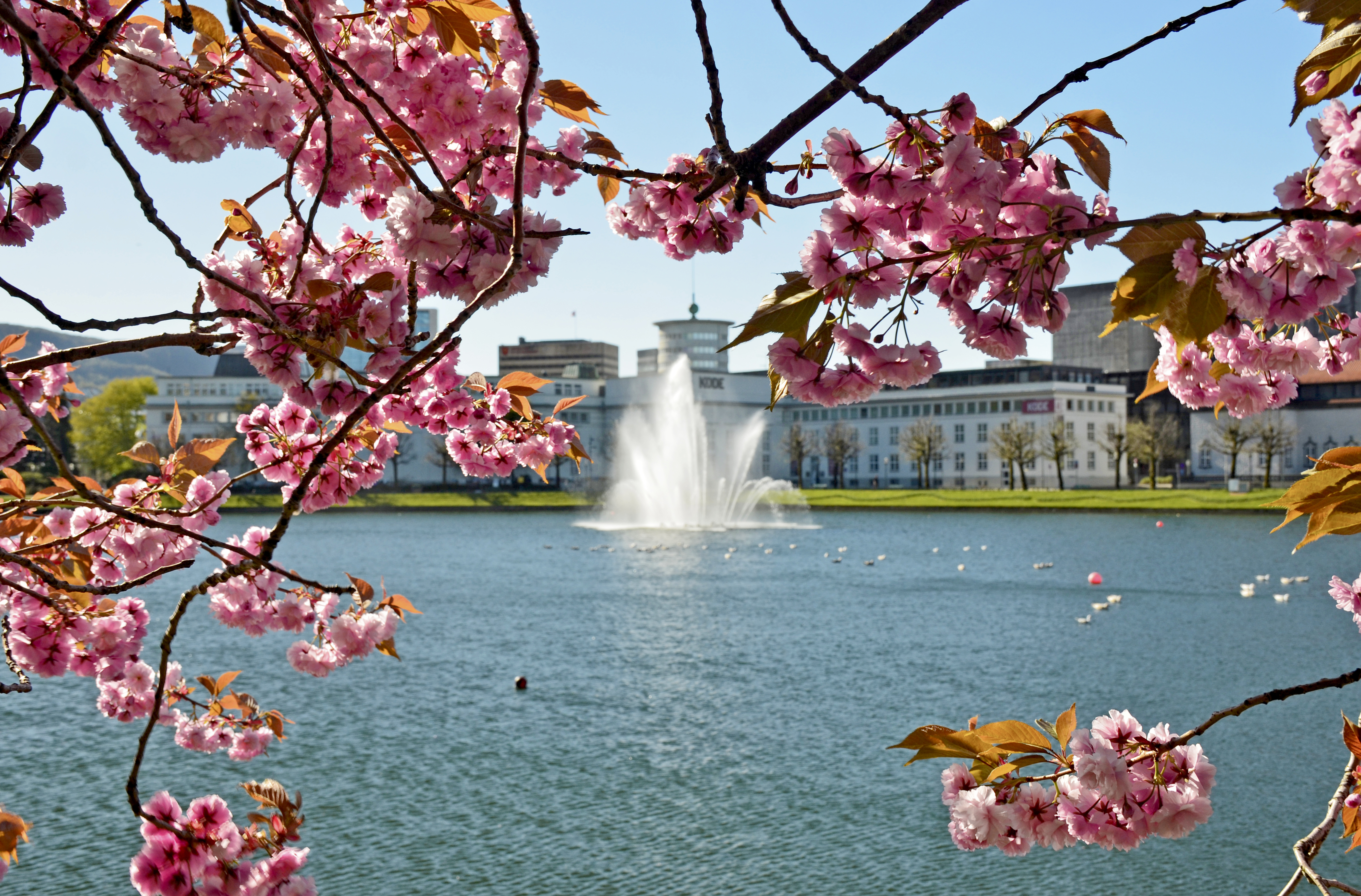 Kirsebærtrær i blomstring rundt sentrum. 